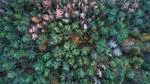 Forest Condition Monitor